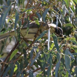 Philemon corniculatus at Tennent, ACT - 30 Nov 2022