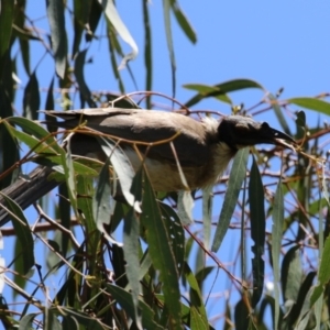 Philemon corniculatus at Tennent, ACT - 30 Nov 2022