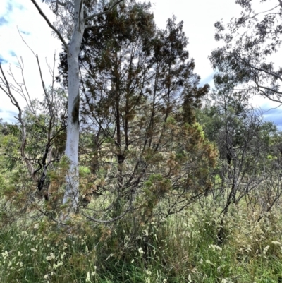 Callitris endlicheri (Black Cypress Pine) at Latham, ACT - 1 Dec 2022 by JimL