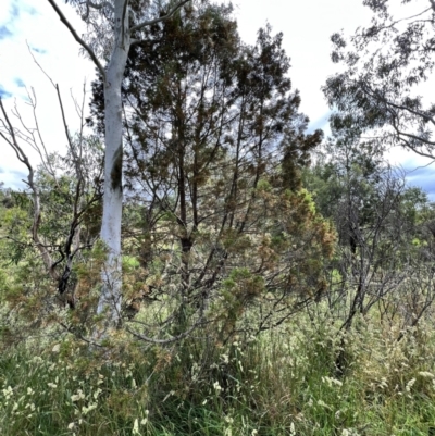 Callitris endlicheri (Black Cypress Pine) at Umbagong District Park - 1 Dec 2022 by JimL