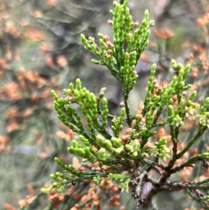 Callitris endlicheri at Latham, ACT - 1 Dec 2022