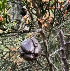 Callitris endlicheri at Latham, ACT - 1 Dec 2022