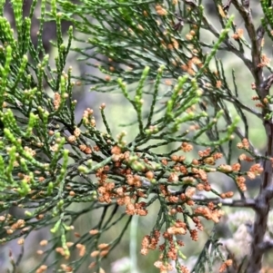 Callitris endlicheri at Latham, ACT - 1 Dec 2022