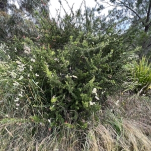 Grevillea juniperina subsp. fortis at Latham, ACT - 1 Dec 2022