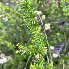 Grevillea juniperina subsp. fortis at Latham, ACT - 1 Dec 2022