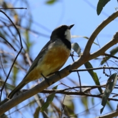 Pachycephala rufiventris at Tennent, ACT - 30 Nov 2022