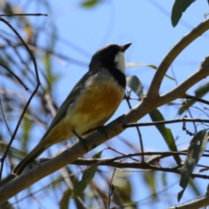 Pachycephala rufiventris at Tennent, ACT - 30 Nov 2022