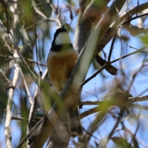 Pachycephala rufiventris at Tennent, ACT - 30 Nov 2022