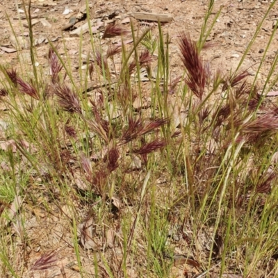 Bromus rubens (Red Brome) at Yass River, NSW - 1 Dec 2022 by SenexRugosus