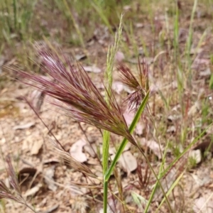 Bromus rubens at Yass River, NSW - 1 Dec 2022