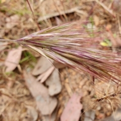 Bromus rubens at Yass River, NSW - 1 Dec 2022