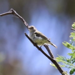 Smicrornis brevirostris at Tharwa, ACT - 30 Nov 2022 01:19 PM