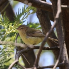 Smicrornis brevirostris at Tharwa, ACT - 30 Nov 2022 01:19 PM
