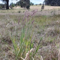 Holcus lanatus (Yorkshire Fog) at Yass River, NSW - 1 Dec 2022 by SenexRugosus