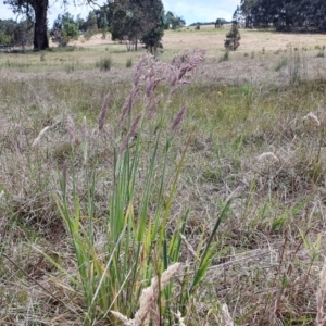 Holcus lanatus at Yass River, NSW - 1 Dec 2022 03:20 PM