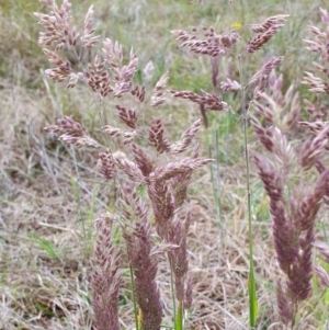 Holcus lanatus at Yass River, NSW - 1 Dec 2022 03:20 PM