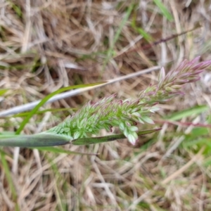 Holcus lanatus at Yass River, NSW - 1 Dec 2022 03:20 PM