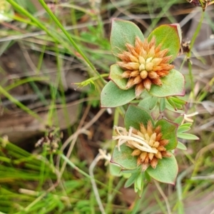 Pimelea glauca at Yass River, NSW - 1 Dec 2022