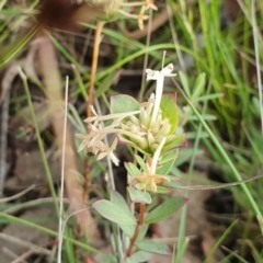 Pimelea glauca at Yass River, NSW - 1 Dec 2022