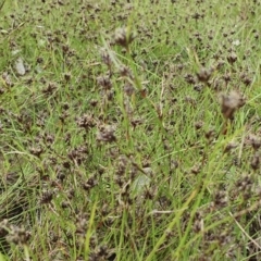 Schoenus apogon at Yass River, NSW - 1 Dec 2022