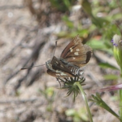 Trapezites luteus (Yellow Ochre, Rare White-spot Skipper) at Chisholm, ACT - 25 Nov 2022 by RomanSoroka