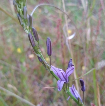 Caesia calliantha (Blue Grass-lily) at Conder, ACT - 1 Dec 2022 by MichaelBedingfield