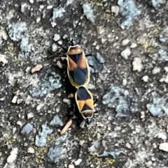 Dindymus versicolor (Harlequin Bug) at Macgregor, ACT - 1 Dec 2022 by JimL