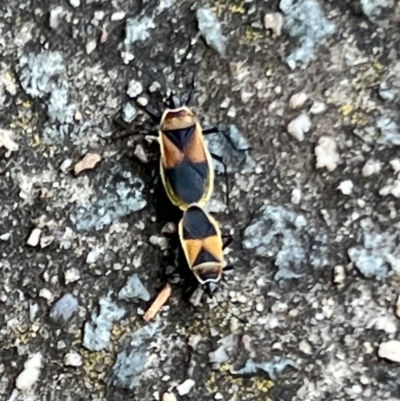 Dindymus versicolor (Harlequin Bug) at Macgregor, ACT - 1 Dec 2022 by JimL