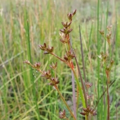 Juncus planifolius (Broad-leaved Rush) at Yass River, NSW - 1 Dec 2022 by SenexRugosus