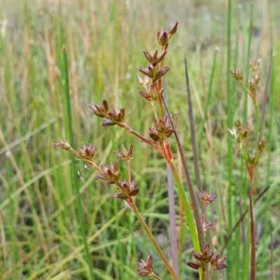 Juncus planifolius (broad-leaved rush) at Yass River, NSW - 1 Dec 2022 by SenexRugosus