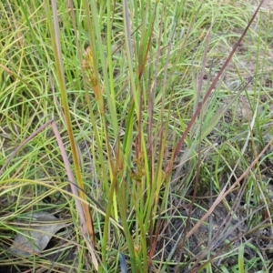 Juncus planifolius at Yass River, NSW - 1 Dec 2022 04:43 PM