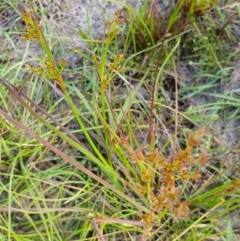 Juncus planifolius at Yass River, NSW - 1 Dec 2022 04:43 PM