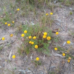 Leptorhynchos squamatus at Conder, ACT - 1 Dec 2022