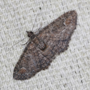 Chloroclystis (genus) at O'Connor, ACT - 28 Nov 2022 08:49 PM