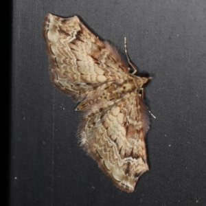 Chloroclystis approximata at O'Connor, ACT - 28 Nov 2022