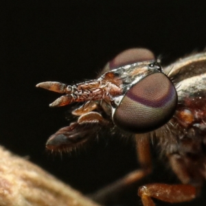 Ectinorhynchus sp. (genus) at Murrumbateman, NSW - 1 Dec 2022