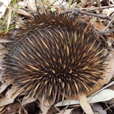 Tachyglossus aculeatus (Short-beaked Echidna) at Penrose, NSW - 1 Dec 2022 by Aussiegall