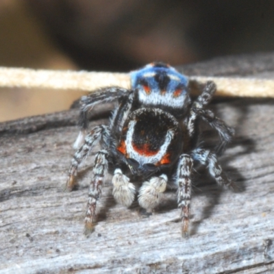 Maratus harrisi (Harris's Peacock spider) at Mount Clear, ACT - 1 Dec 2022 by Harrisi