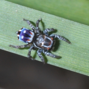 Maratus harrisi at Mount Clear, ACT - 1 Dec 2022