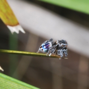 Maratus harrisi at Mount Clear, ACT - 1 Dec 2022