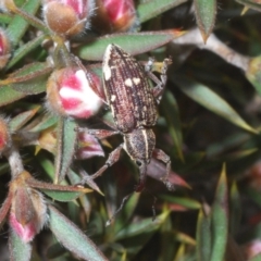 Aoplocnemis sp. (genus) (A weevil) at Tinderry, NSW - 1 Dec 2022 by Harrisi