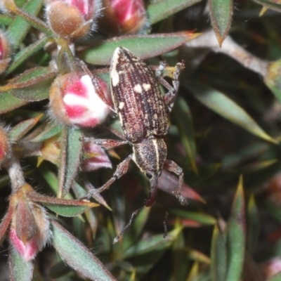 Aoplocnemis sp. (genus) (A weevil) at Tinderry, NSW - 1 Dec 2022 by Harrisi