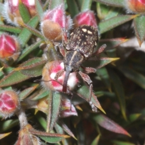 Aoplocnemis sp. (genus) at Tinderry, NSW - 1 Dec 2022