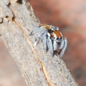 Maratus calcitrans at Shannons Flat, NSW - suppressed