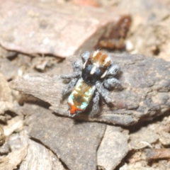 Maratus calcitrans at Shannons Flat, NSW - suppressed