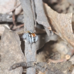 Maratus calcitrans at Shannons Flat, NSW - suppressed