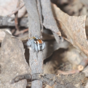 Maratus calcitrans at Shannons Flat, NSW - 1 Dec 2022