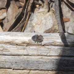 Maratus calcitrans at Shannons Flat, NSW - suppressed