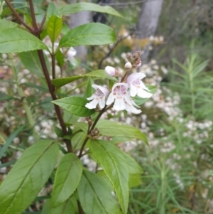 Prostanthera lasianthos at Paddys River, ACT - 1 Dec 2022