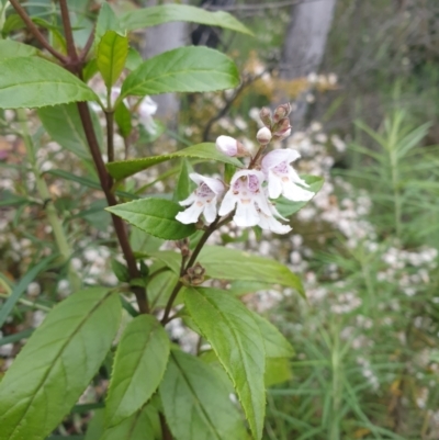 Prostanthera lasianthos (Victorian Christmas Bush) at Paddys River, ACT - 1 Dec 2022 by gregbaines